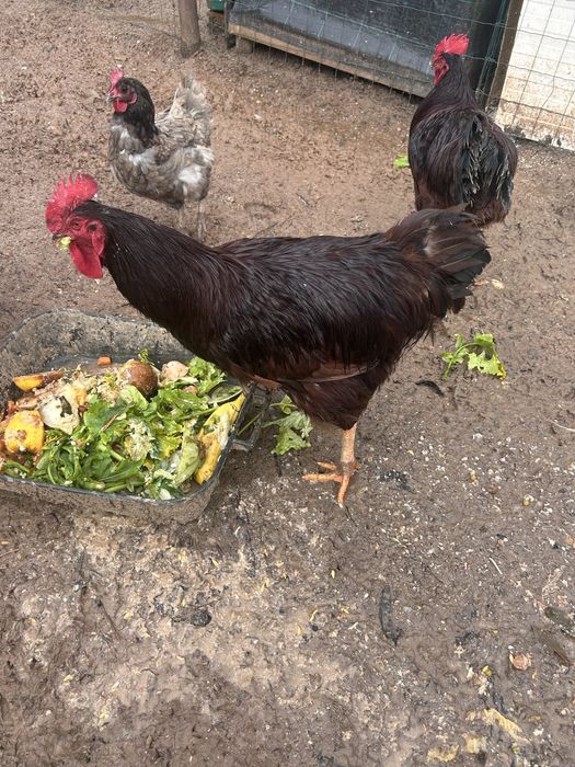 Rhode  Island Red