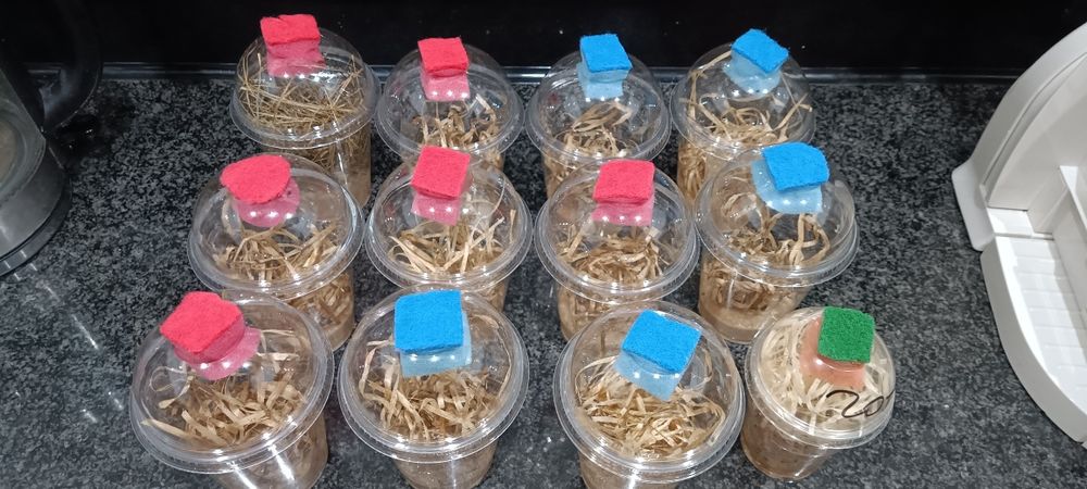 Muszki owocówki. Drosophila hydei. Karmówka.