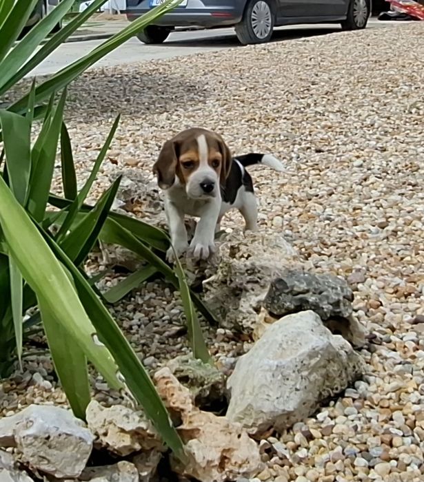 Beagle de excelente qualidade