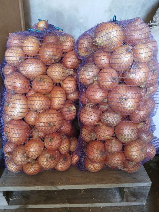 Цибуля Радар домашня