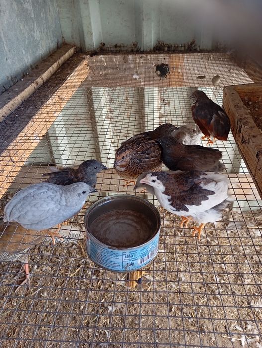 Продам розпесний перепіл