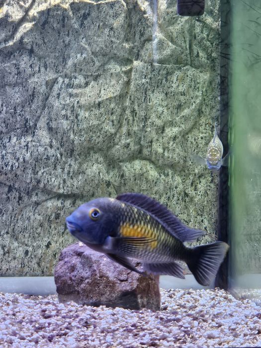 Peixes Tropheus Lago  Tanganika