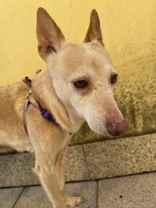 Adoção responsável Cookie