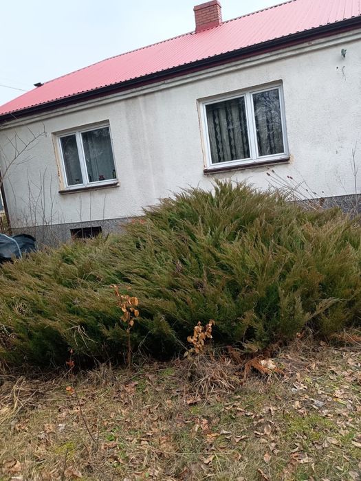 Duży dom murowany do remontu około 110m2 z polem 45 arów