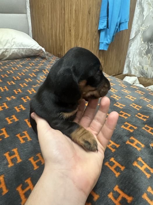 Такса Стандартна