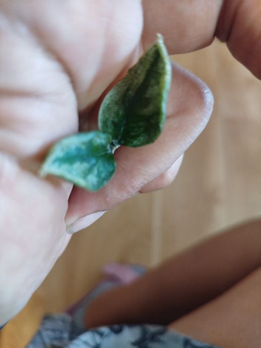 Zamiokulkas lucky whitte i aurea