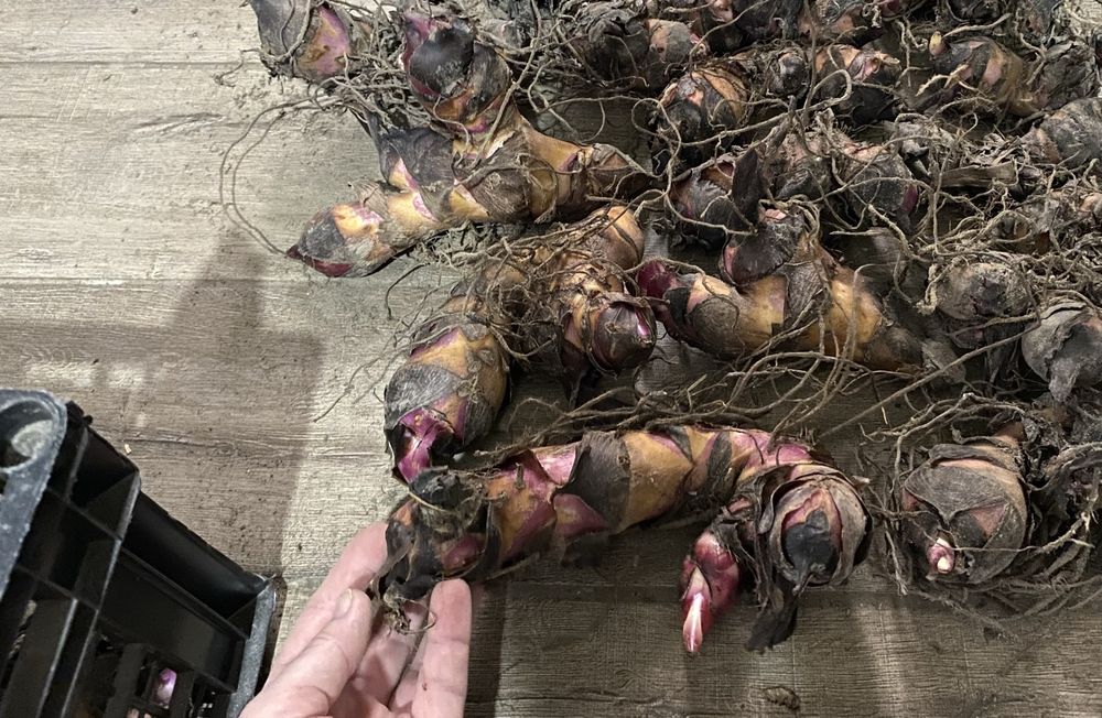 Канни пальмолисті для саду та кашпо (бронь на осінь)