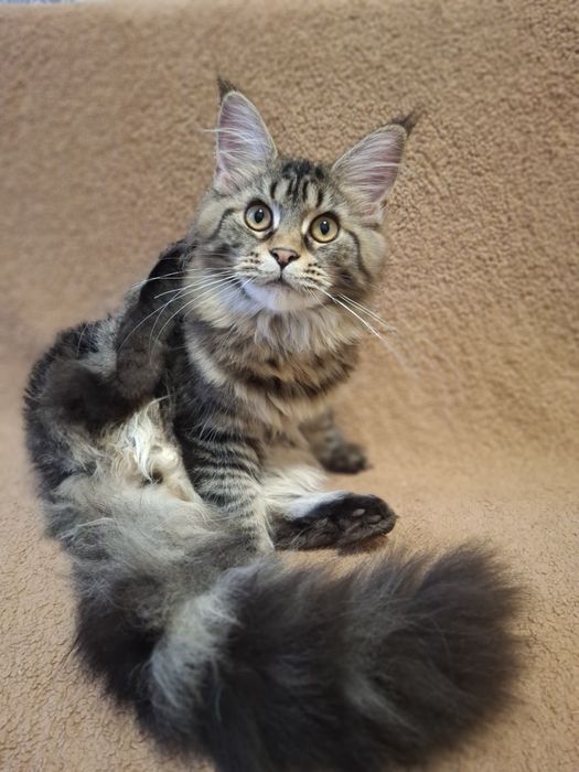 Обалденная красотка Мейн- Кун