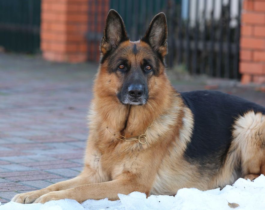 Кобель з документами для в'язки!!!