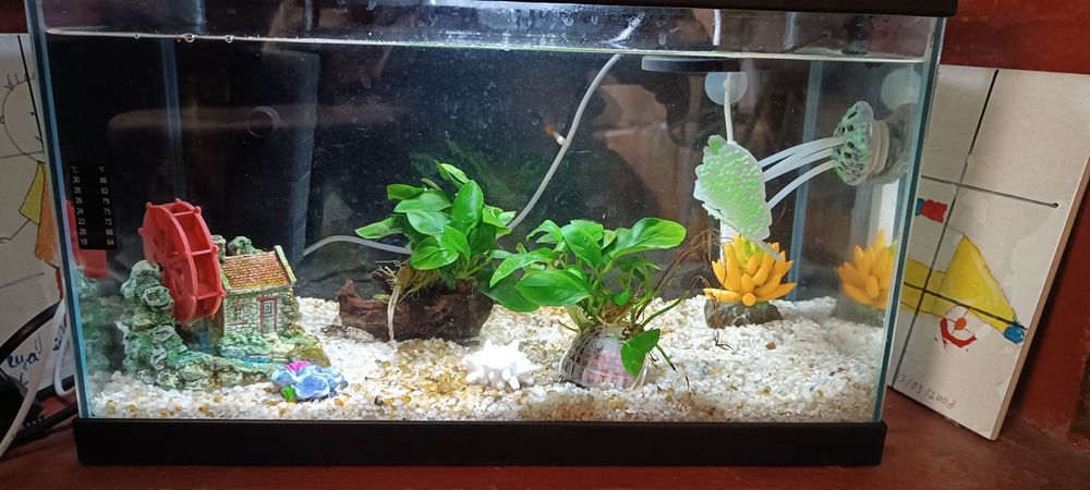 Hot Water Aquarium
