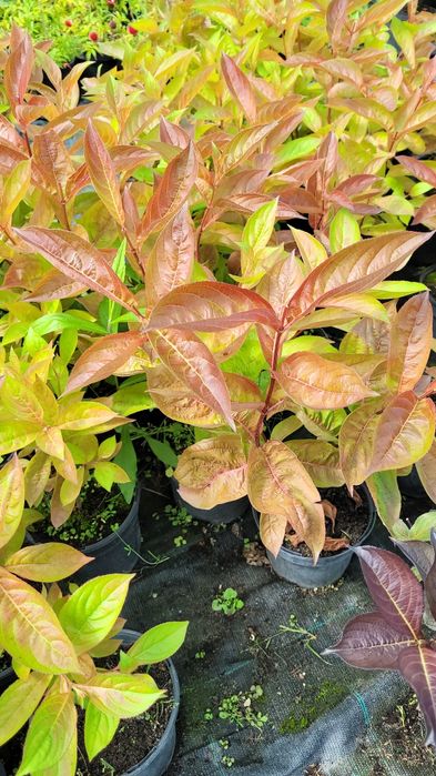 Вейгела Wings of fire з вогняно- червоним листям