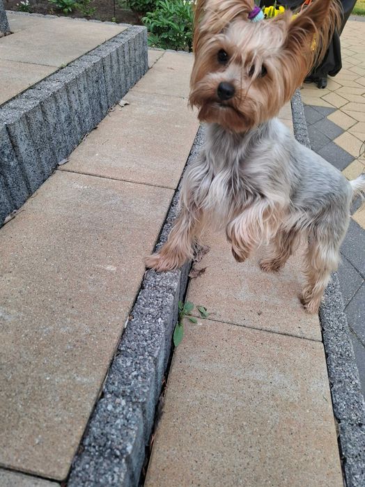 YorkShirre Terrier z Rodowodem Piesek