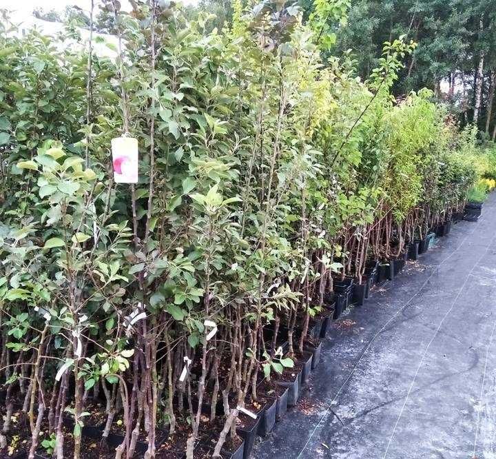 Drzewa i krzewy owocowe kolumnowe jabłoń grusza czereśnia śliwa morela