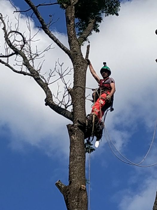 Продам ясінь свіжоспиляний товщинаив стовбурі 1 метр довжина 6 иетрівм