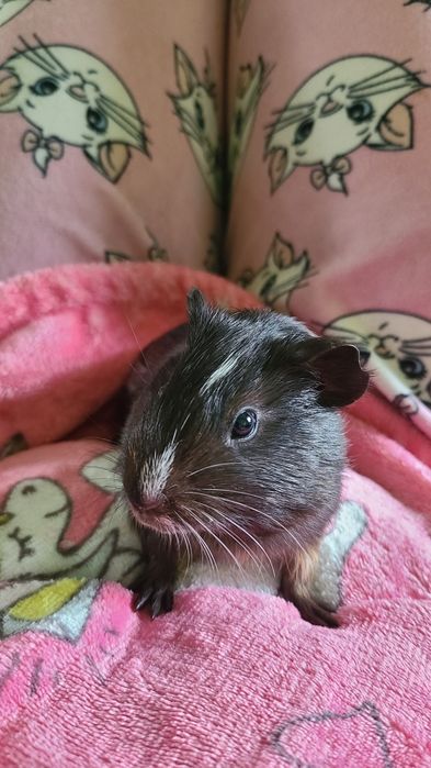 Морська свинка 1,5 місяці