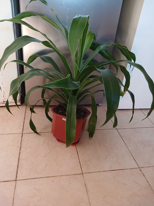 Пальма Юка 2 штуки