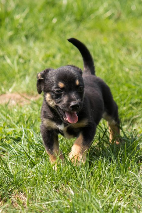 Lola i Bolo szukają domu na zawsze