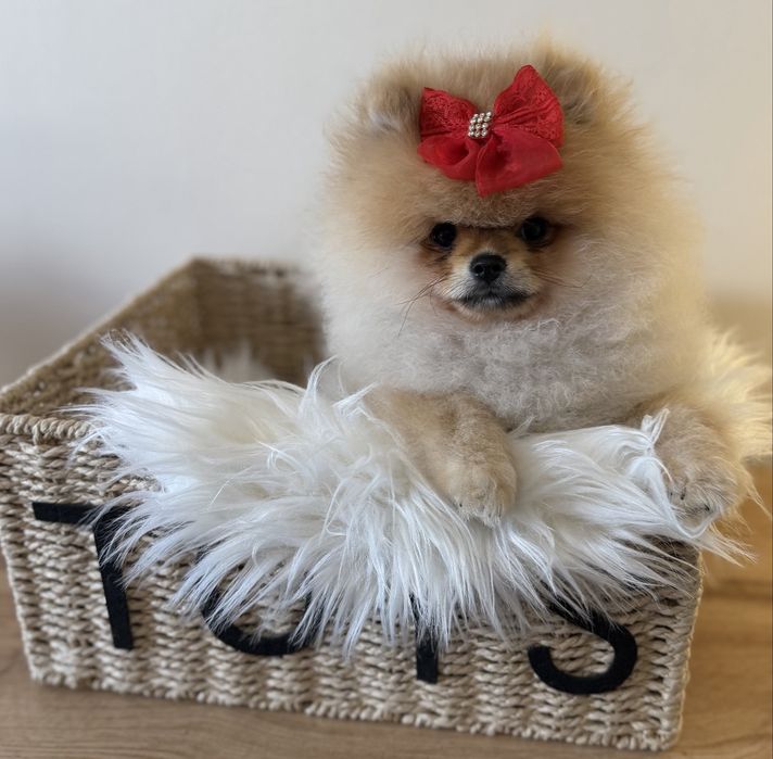 Szpic miniaturowy / pomeranian obłedny miś  GWIZDA FCI