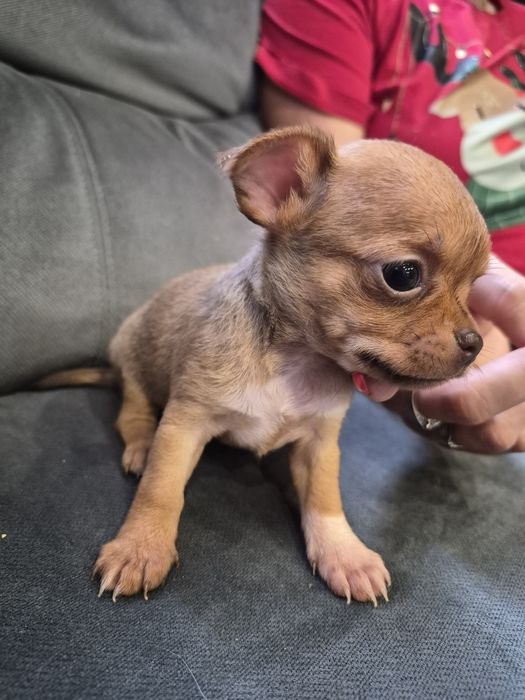 Chihuahua biszkoptowa miniatureczka dziewczynka krótkowłosa z rodowod