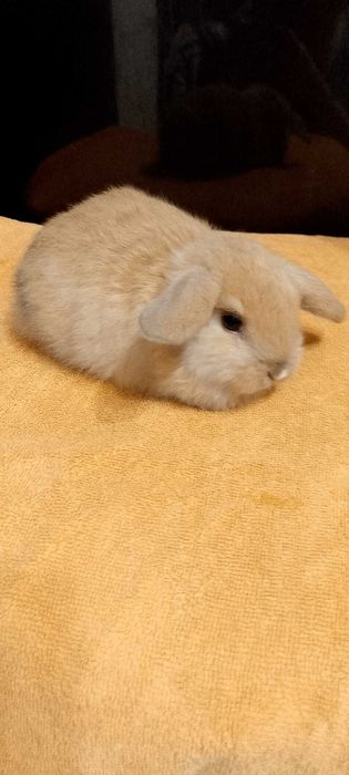 Króliczki miniaturki