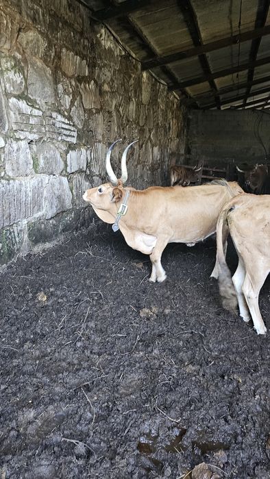 Vacas cachenas registadas