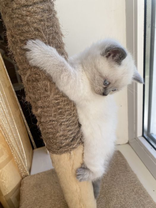 Шотландські кошенята скотіш стрейт