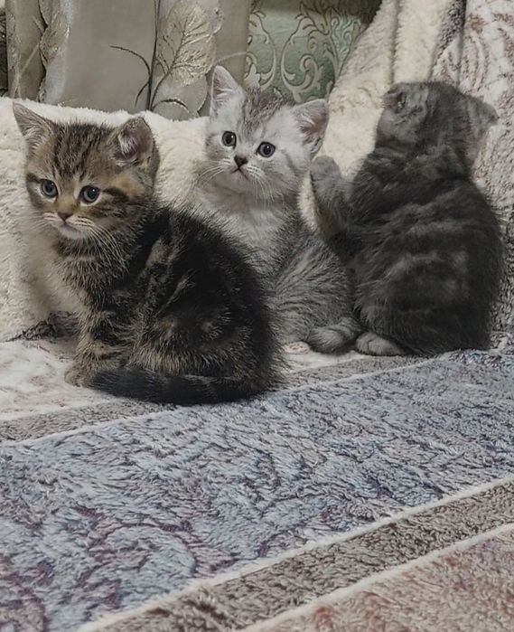Шотландские котята