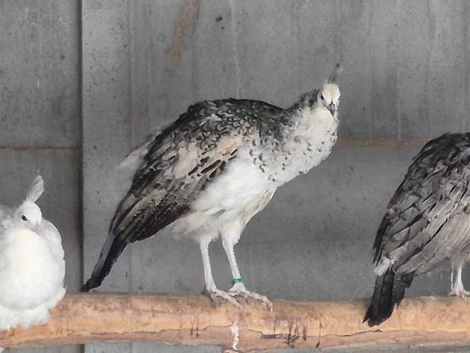 Pawie czarnoskrzydłe