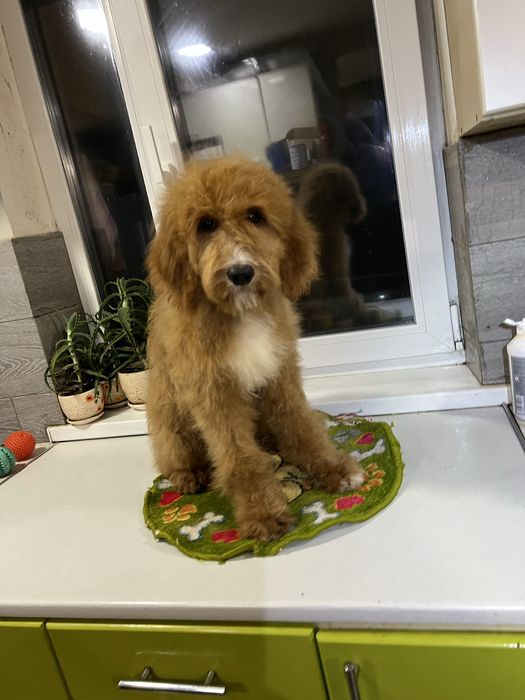 Голдендудель лабрадудель