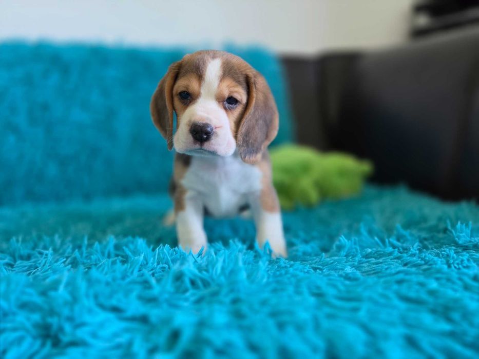 BEAGLE-szczeniak ZKwP, potencjał wystawowy