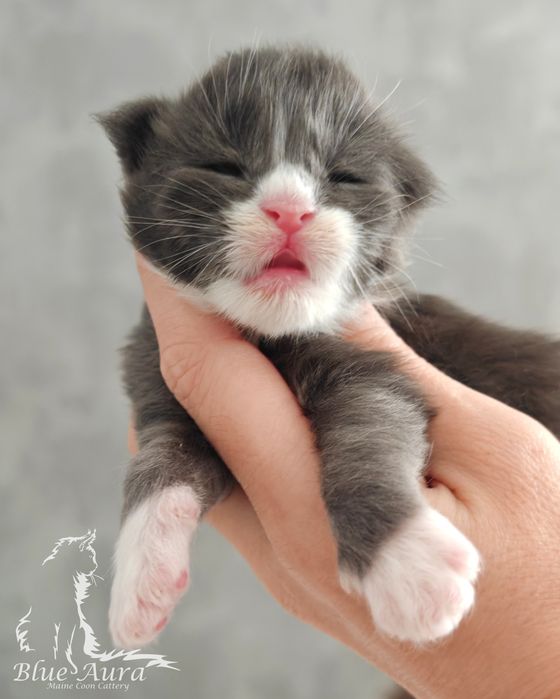 Maine Coon Blue Aura
