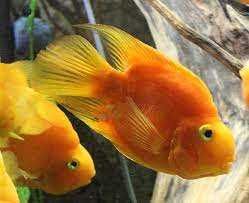 MISIEKZOO Pielęgnice - Pielęgnica Papuzia Czerwona / Papuzia Zółta