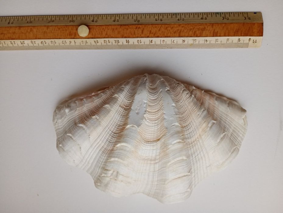 Okazja! Muszla Przydaczni Olbrzymiej Tridacna 18cm