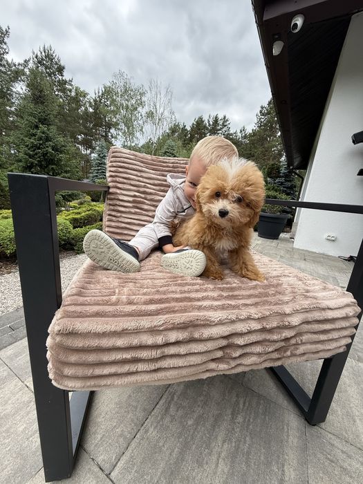 Maltipoo - cudny chlopiec