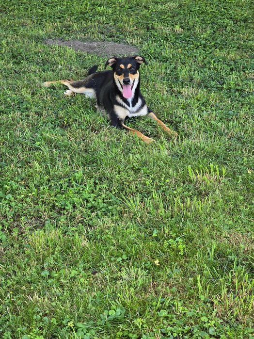 Ogłoszenie- ZAGINĘŁY 2 PSY