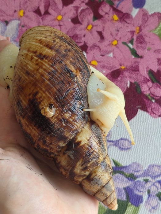 Achatina Reticulata ślimak