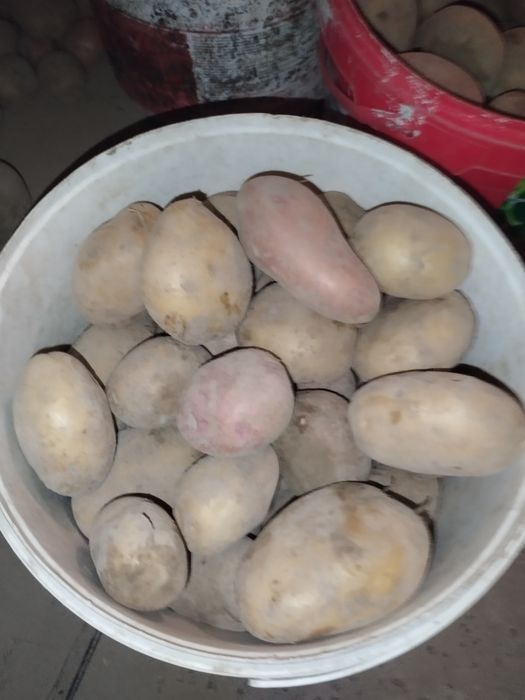 Продам картоплю.