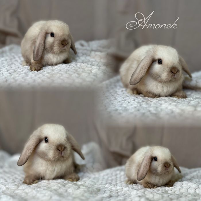 Hodowla Króliczków Karzełków Niderlandzkich, Teddy i mini lop