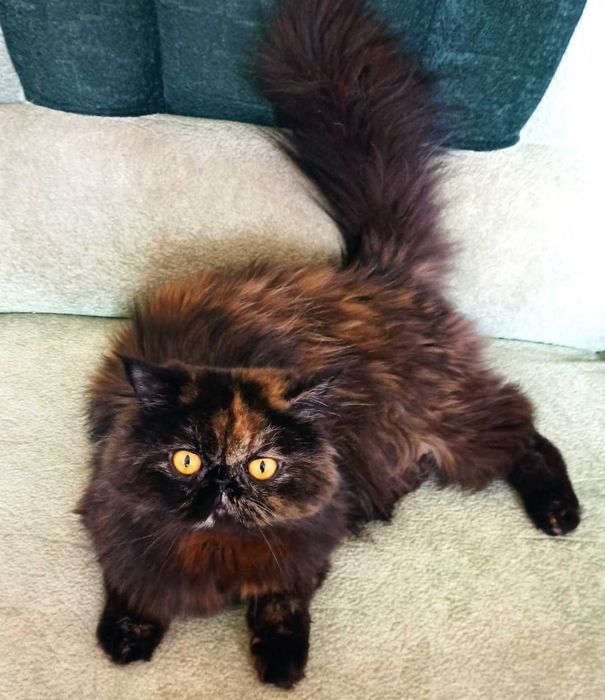 Шукаю Персидського кота  для вязки