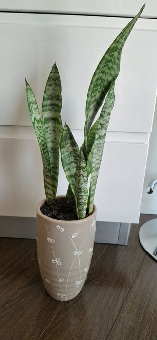 Uma  planta são Jorge com vaso em ceramica
