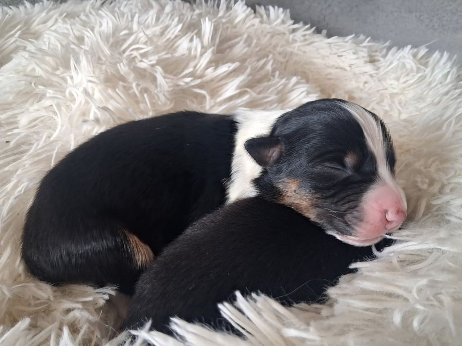 Owczarek australijski FCI ogon krótki/długi PIESEK