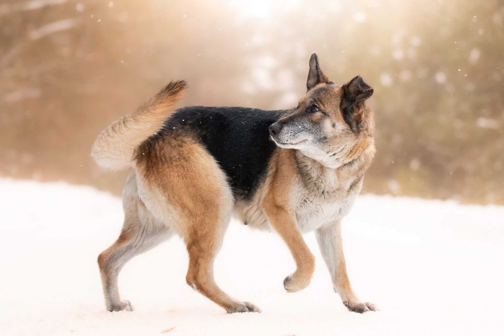 LERDA - owczarkowa, łagodna i ułożona dama
