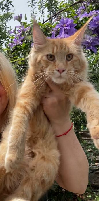 Чарівні кошенята Maine Coon