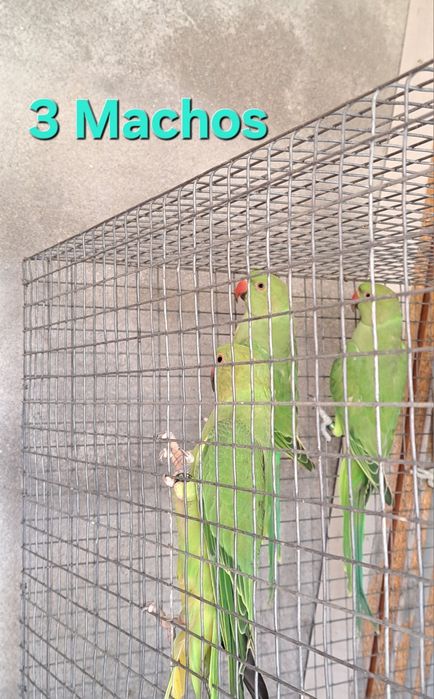 Ring Necks de 2026 e Fêmea de 2017