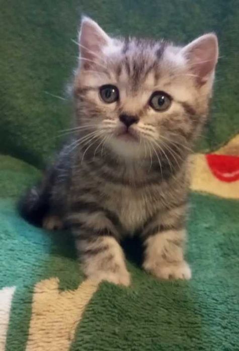 Шотландские котята