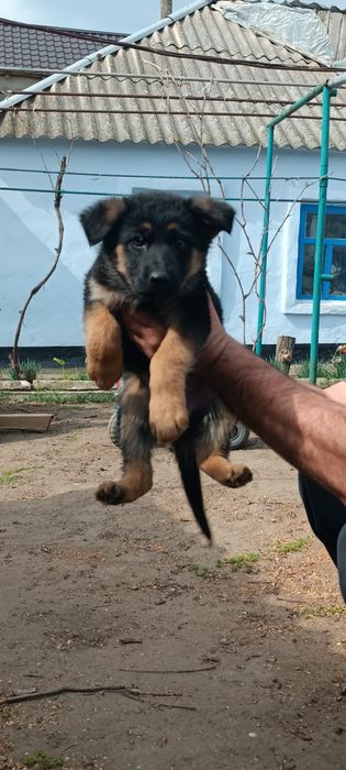 Продають щенята німецької овчарки