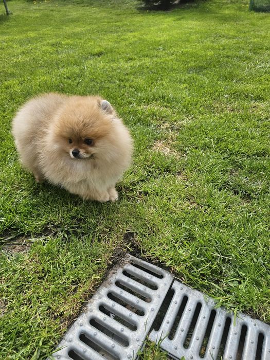 Mini sunia pomeranian 3,5 mc komplet szczepień