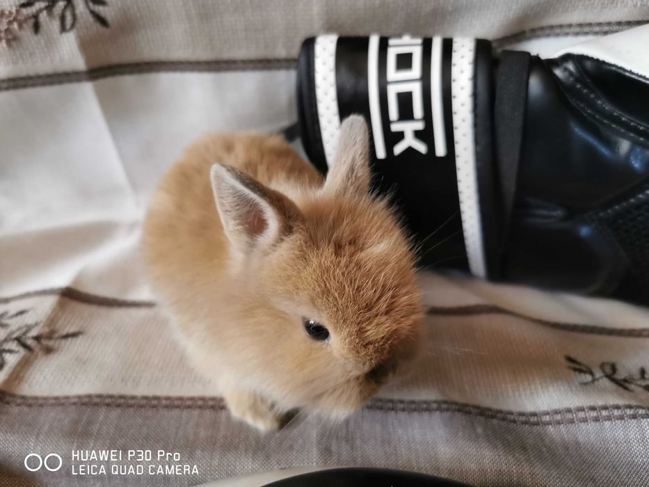 Coelhos anões +Gaiola Nova +alimentação