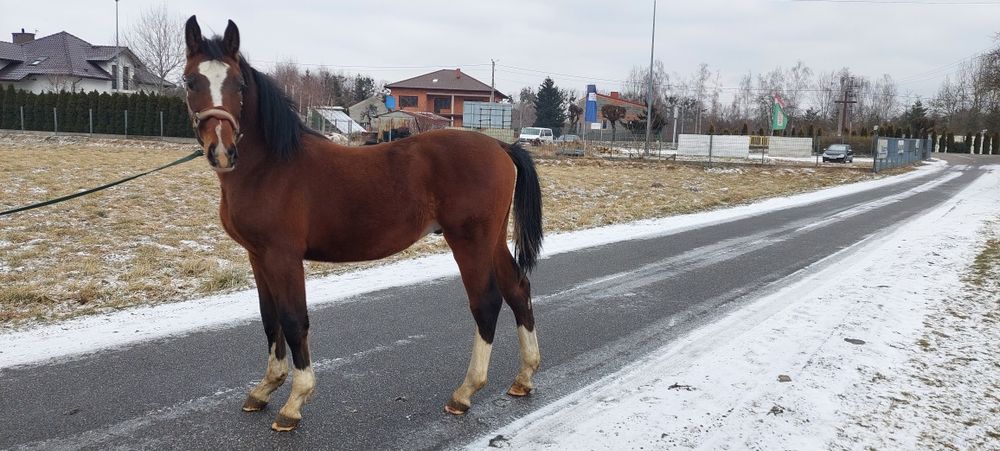 Ogier 1 rok malowany