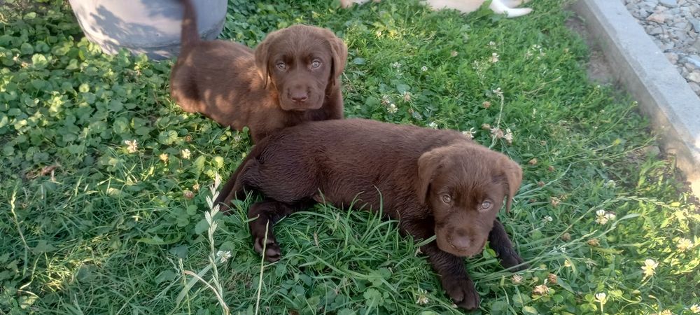 Lablador Retriever